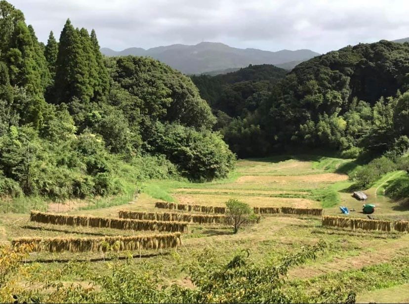 田んぼ部 天水棚田 稲刈り Urban Farmers Club