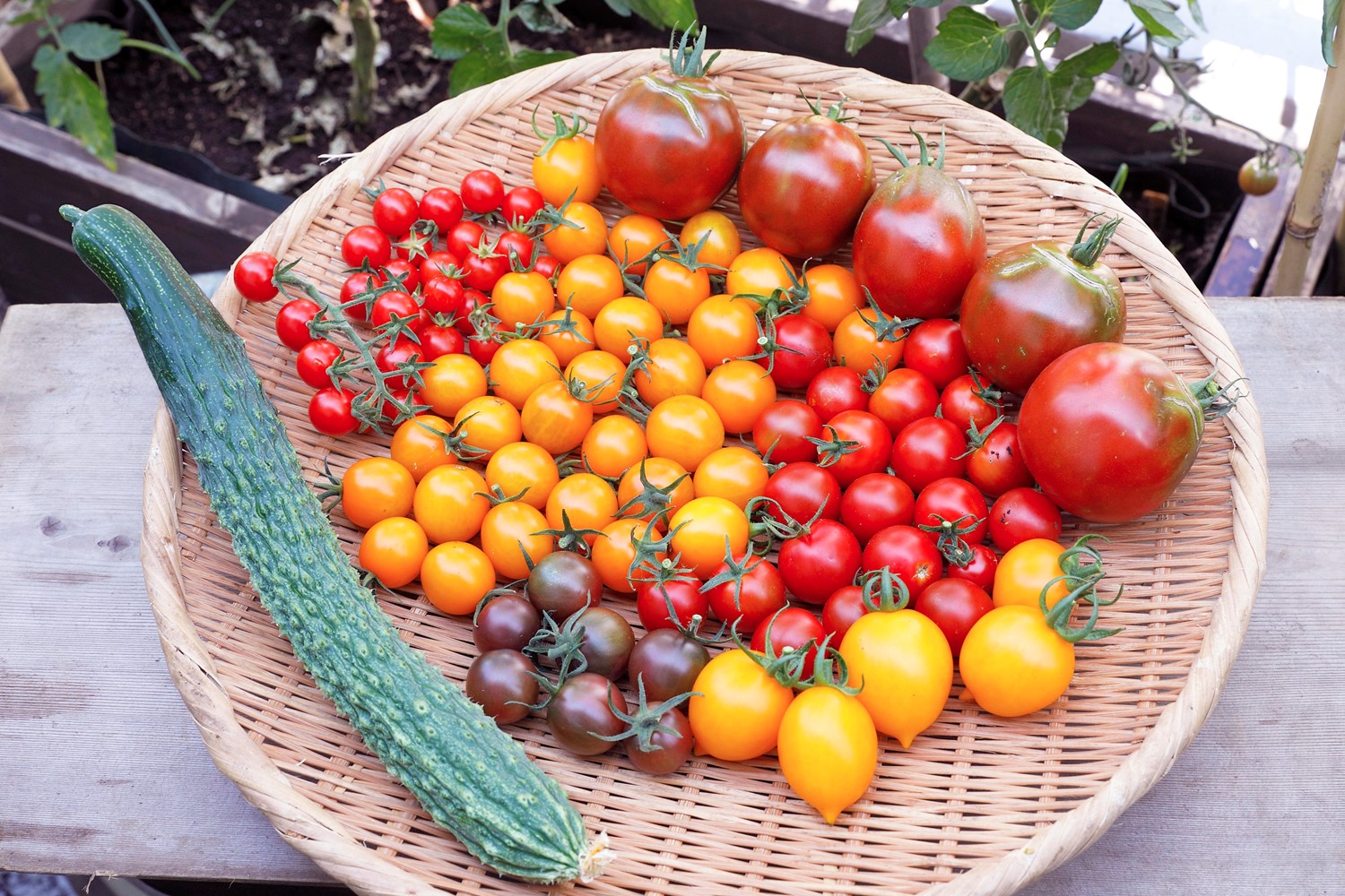 トマトの収穫 Urban Farmers Club